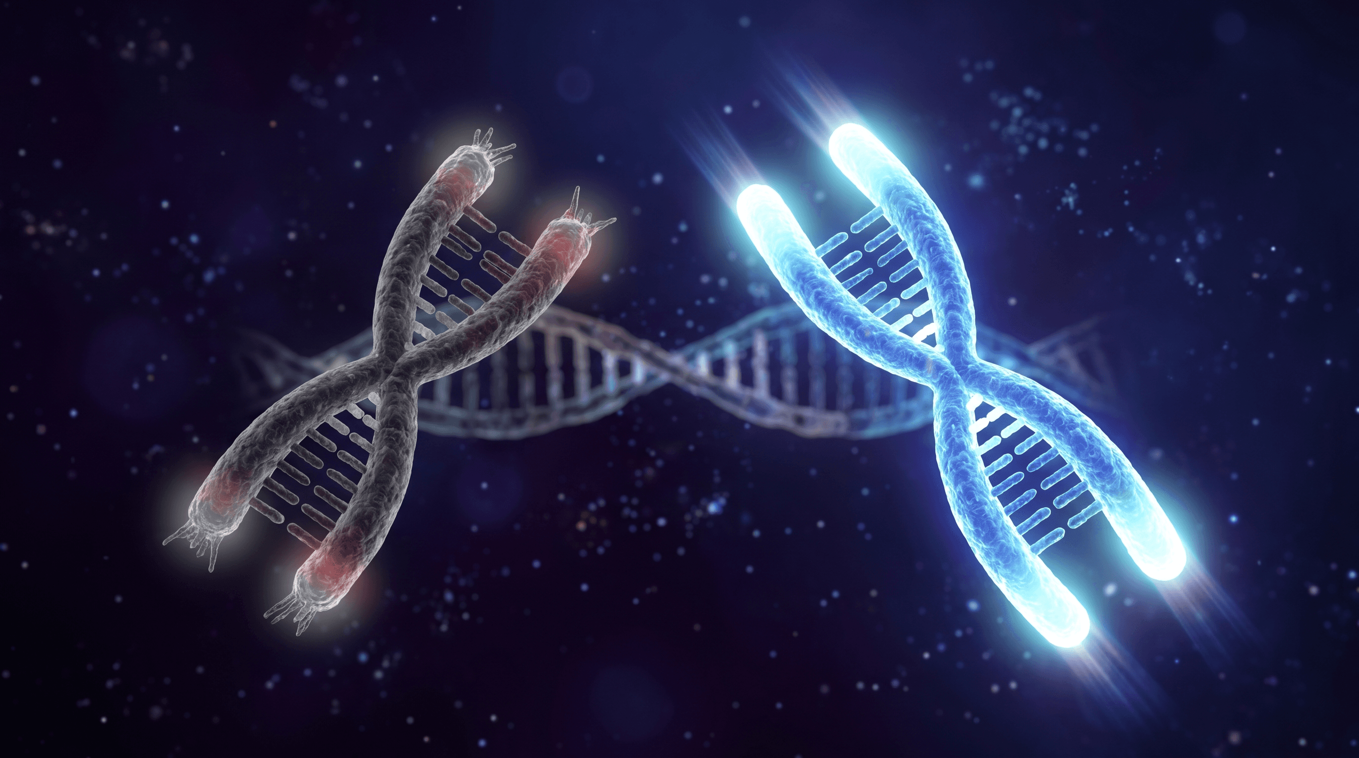 Telomere length comparison visualization — short aging telomeres vs long youthful telomeres on chromosomes