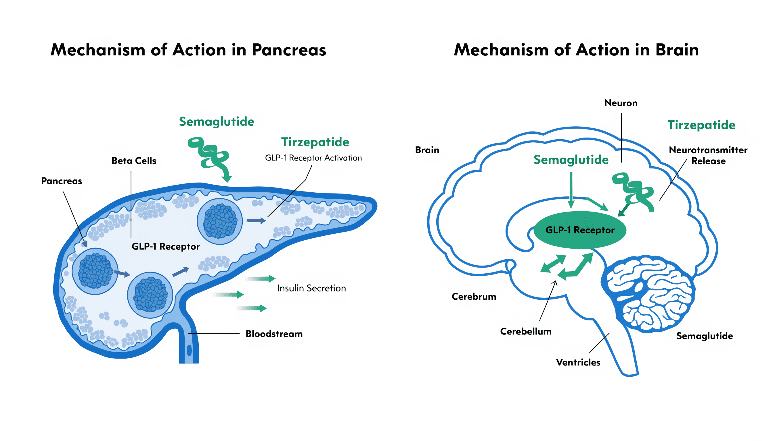 GLP-1 receptor activation diagram showing semaglutide and tirzepatide binding — pancreas, brain and cardiovascular system pathways
