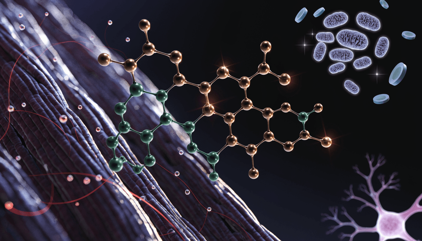Carnosine beta-alanyl-histidine dipeptide molecular structure with skeletal muscle fiber pH buffering and brain neuroprotection visualization